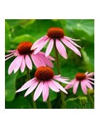 Echinacea Systempflege