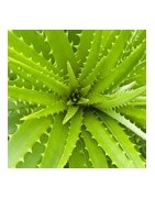 Aloe vera Systempflege